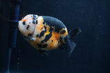 Milk Cow Ranchu  Calico 4 Inch (ID#1231R10c-85) Free2Day SHIPPING