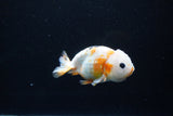 Milk Cow Ranchu  Calico 4 Inch (ID#1108R10c-47) Free2Day SHIPPING