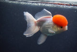 Thai Oranda  Red Cap 5.5 Inch (ID#1011To13a-44) Free2Day SHIPPING