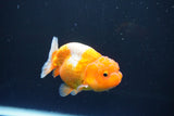 Juvenile Lionchu  Red White 3 Inch (ID#1004R11a-23) Free2Day SHIPPING