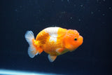 Juvenile Lionchu  Red White 3 Inch (ID#1004R11a-23) Free2Day SHIPPING