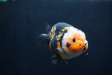 Milk Cow Ranchu  Calico 4 Inch (ID#1231R10c-85) Free2Day SHIPPING