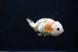 Milk Cow Ranchu  Calico 4 Inch (ID#1108R10c-47) Free2Day SHIPPING