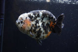 Jumbo Ranchu  Calico 5 Inch (ID#1220R14a-100)