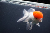 Thai Oranda  Red Cap 5.5 Inch (ID#1011To13a-44) Free2Day SHIPPING