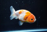 Ranchu  Sakura 3.5 Inch (ID#1004R5c-83) Free2Day SHIPPING