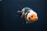 Milk Cow Ranchu  Calico 4 Inch (ID#1231R10c-85) Free2Day SHIPPING