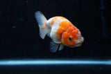 Ranchu  Sakura 3.5 Inch (ID#1004R5c-83) Free2Day SHIPPING