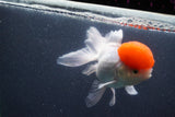 Thai Oranda  Red Cap 5.5 Inch (ID#1011To13a-44) Free2Day SHIPPING