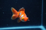 Butterfly  Sakura 3 Inch (ID#304B8b-43) Free2Day SHIPPING