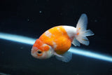 Ranchu  Sakura 3.5 Inch (ID#1004R5c-83) Free2Day SHIPPING