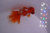 Butterfly  Sakura 3 Inch (ID#304B8b-43) Free2Day SHIPPING