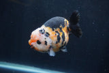 Milk Cow Ranchu  Calico 4 Inch (ID#1231R10c-85) Free2Day SHIPPING