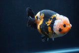 Milk Cow Ranchu  Calico 4 Inch (ID#1231R10c-85) Free2Day SHIPPING