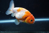 Ranchu  Sakura 3.5 Inch (ID#1004R5c-83) Free2Day SHIPPING