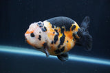 Milk Cow Ranchu  Calico 4 Inch (ID#1231R10c-85) Free2Day SHIPPING