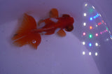 Butterfly  Sakura 3 Inch (ID#304B8b-43) Free2Day SHIPPING
