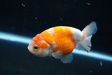 Ranchu  Sakura 3.5 Inch (ID#1004R5c-83) Free2Day SHIPPING