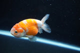 Ranchu  Sakura 3.5 Inch (ID#1004R5c-83) Free2Day SHIPPING