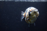 Jumbo Ranchu  Calico 5 Inch (ID#1220R14a-100)