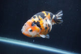 Milk Cow Ranchu  Calico 5 Inch (ID#1231R10c-86) Free2Day SHIPPING