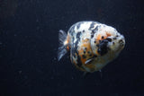 Jumbo Ranchu  Calico 5 Inch (ID#1220R14a-100)