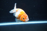 Ranchu  Sakura 3.5 Inch (ID#1004R5c-83) Free2Day SHIPPING