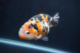 Milk Cow Ranchu  Calico 5 Inch (ID#1231R10c-86) Free2Day SHIPPING