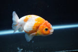 Ranchu  Sakura 3.5 Inch (ID#1004R5c-83) Free2Day SHIPPING