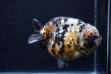 Jumbo Ranchu  Calico 5 Inch (ID#1220R14a-100)