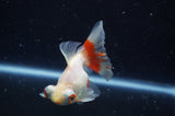 Butterfly  Calico 3.5 Inch (ID#304B8b-44) Free2Day SHIPPING