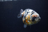 Jumbo Ranchu  Calico 5 Inch (ID#1220R14a-100)