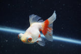 Butterfly  Calico 3.5 Inch (ID#304B8b-44) Free2Day SHIPPING