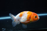 Ranchu  Sakura 3.5 Inch (ID#1004R5c-83) Free2Day SHIPPING