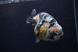 Jumbo Ranchu  Calico 5 Inch (ID#1220R14a-100)