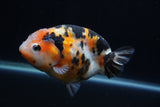 Milk Cow Ranchu  Calico 5 Inch (ID#1231R10c-86) Free2Day SHIPPING