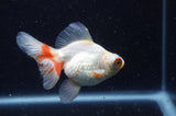Butterfly  Calico 3.5 Inch (ID#304B8b-44) Free2Day SHIPPING