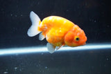 Ranchu  Sakura 3 Inch (ID#1004R5c-84) Free2Day SHIPPING