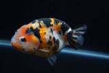 Milk Cow Ranchu  Calico 5 Inch (ID#1231R10c-86) Free2Day SHIPPING