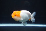 Juvenile Lionchu  Red White 3.5 Inch (ID#1004R11a-25) Free2Day SHIPPING