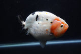 Jumbo Ranchu  Calico 6 Inch (ID#1224R14a-100)