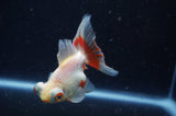 Butterfly  Calico 3.5 Inch (ID#304B8b-44) Free2Day SHIPPING