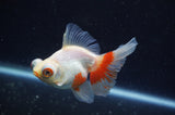 Butterfly  Calico 3.5 Inch (ID#304B8b-44) Free2Day SHIPPING
