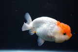 Juvenile Lionchu  Red White 3.5 Inch (ID#1004R11a-25) Free2Day SHIPPING