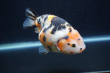 Milk Cow Ranchu  Calico 5 Inch (ID#1231R10c-86) Free2Day SHIPPING