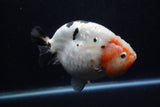 Jumbo Ranchu  Calico 6 Inch (ID#1224R14a-100)