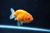 Ranchu  Sakura 3 Inch (ID#1004R5c-84) Free2Day SHIPPING