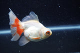 Butterfly  Calico 3.5 Inch (ID#304B8b-44) Free2Day SHIPPING