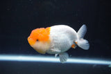 Juvenile Lionchu  Red White 3.5 Inch (ID#1004R11a-25) Free2Day SHIPPING