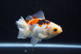 Juvenile Thai Oranda  Tricolor 3.5 Inch (ID#408T13b-60) Free2Day SHIPPING